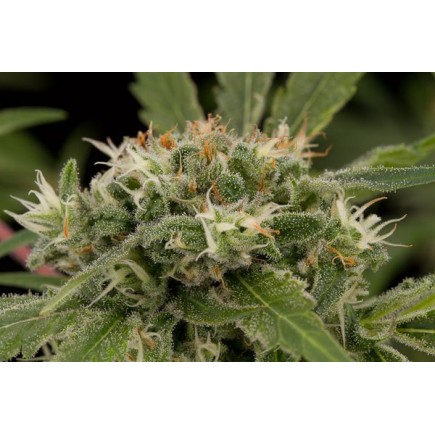 Original Strawberry Cough